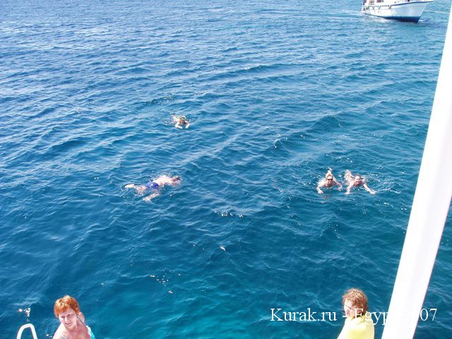 плавание в красном море