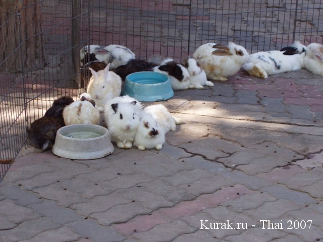 тайские кролики