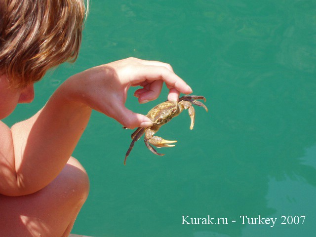 крабик